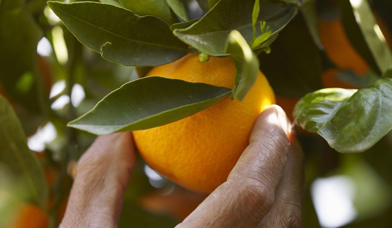 Orange fruit