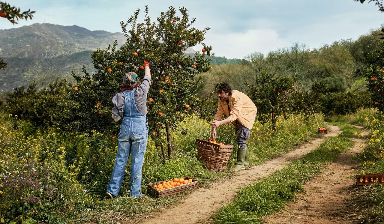 Farmers picking oranges from a tree