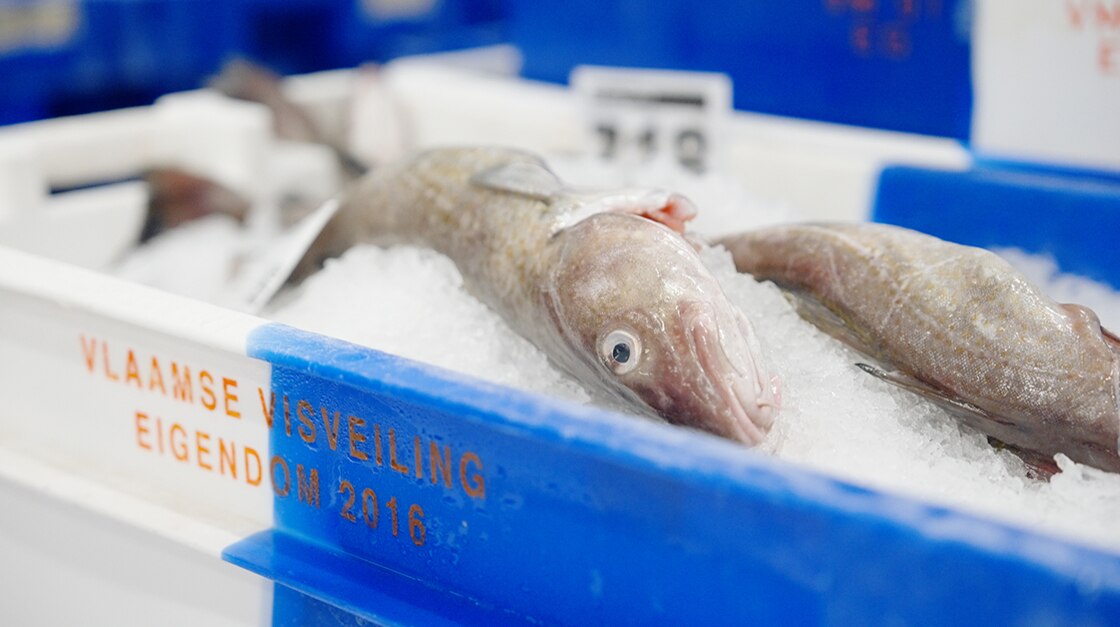 SPYCA 2025 PORTRAIT CHEFS CEDRIC 10