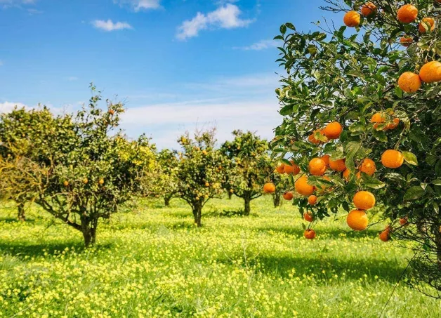 Garden with orange trees - Sanpellegrino