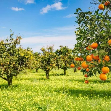 Garden with orange trees - Sanpellegrino