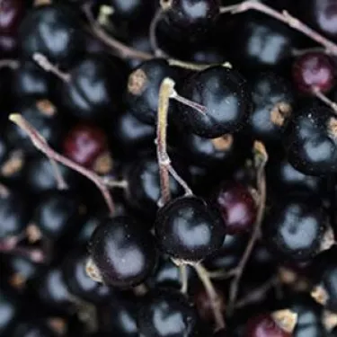 mood_image_momenti_pomegranate_blackurrant_01_0