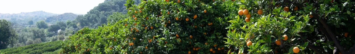 Fruit Farms - Sanpellegrino