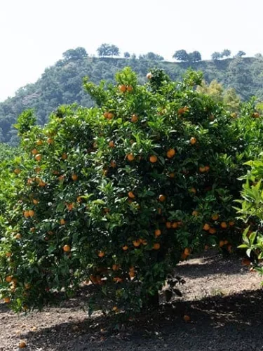 Fruit Farms - Sanpellegrino