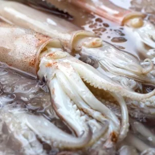 Squid_4