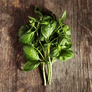 fresh%2520basil_4