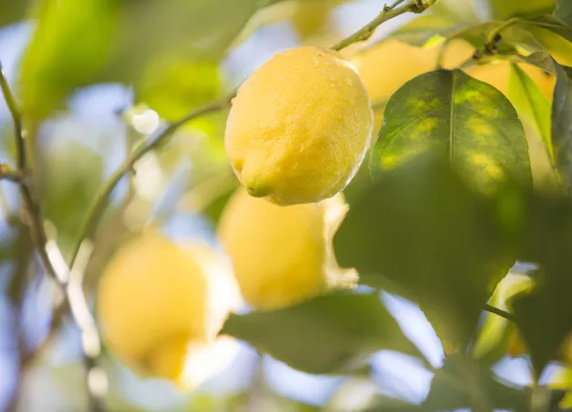 italian-lemon-tree-origins