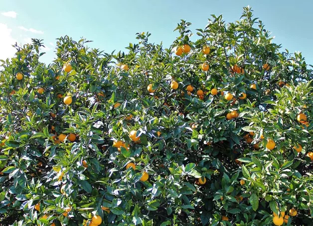 protecting the territory frutteto