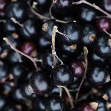 momenti_pomegranate1