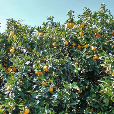 protecting the territory frutteto