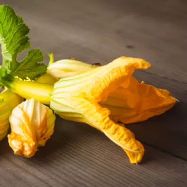 Zucchini%2520flowers_6