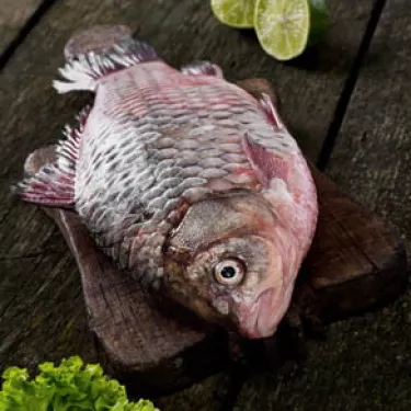 fish_4