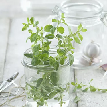 marjoram_Sfincione