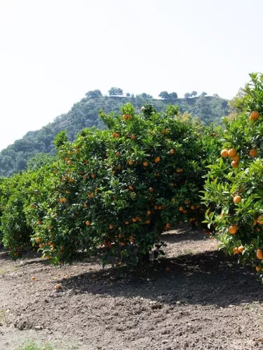 protecting-territory-sanpellegrino-mobile_1