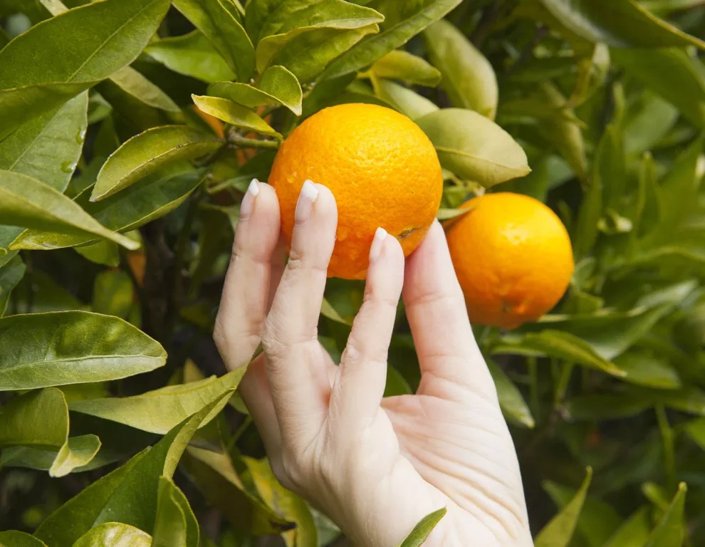a passion for citrus desk 