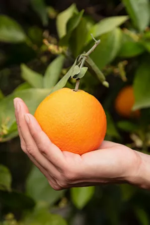 Sanpellegrino Orange Sanpellegrino Orange