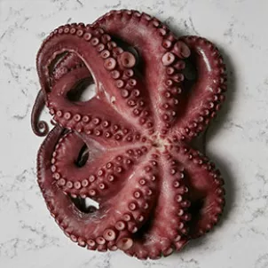 Octopus_Zena_4