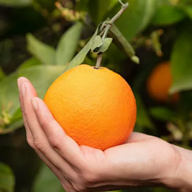 Sanpellegrino Orange Sanpellegrino Orange