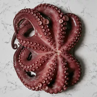 Octopus_Zena_4