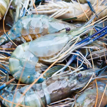 Prawns_4