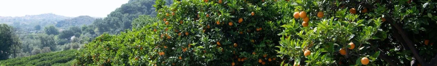 protecting-territory-desktop