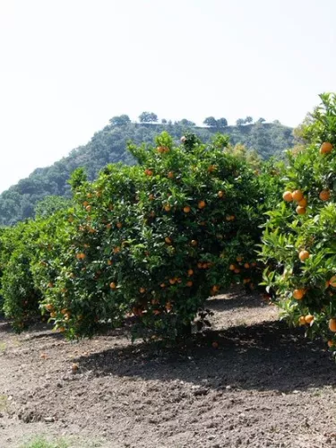 protecting-territory-mobile