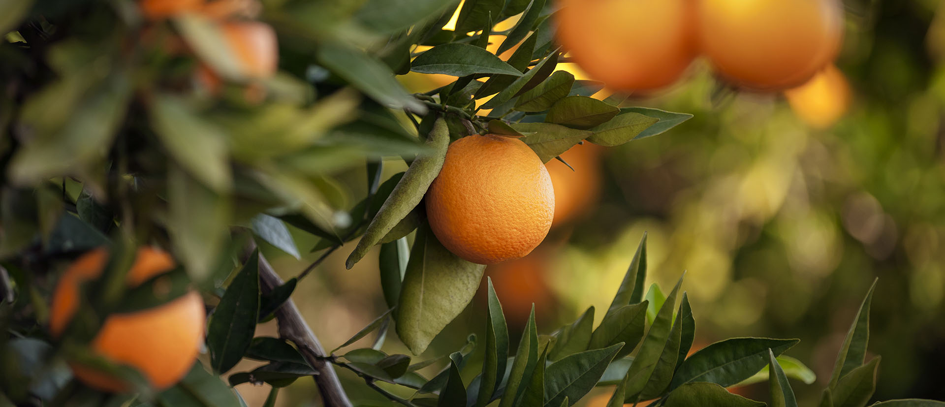 ISD Origins header oranges