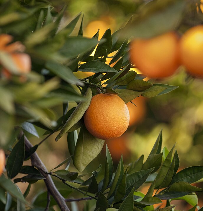 ISD Origins - Oranges