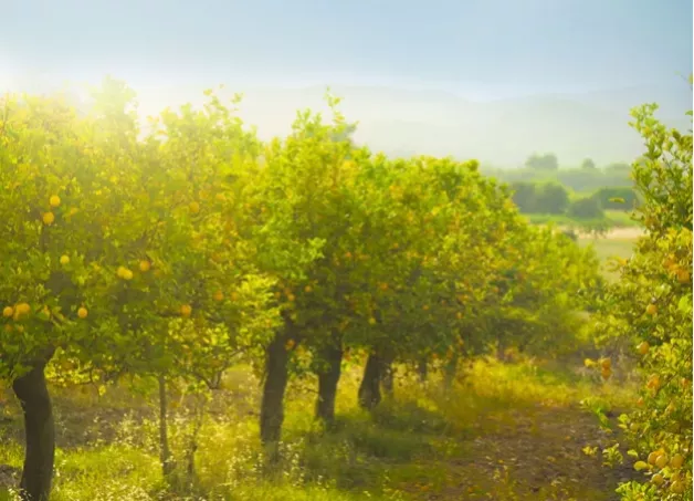 italian-oranges-origin