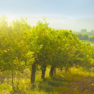 italian-oranges-origin