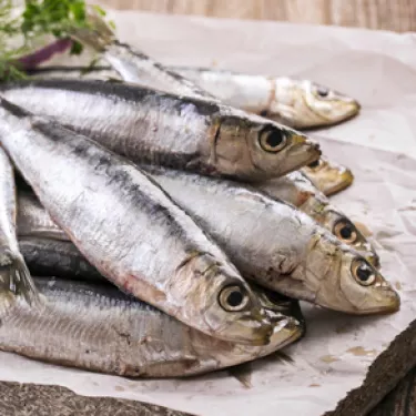 Anchovies_34