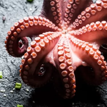Octopus_4