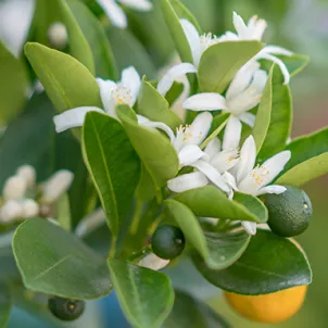 grid_momenti_arancia_rossa_2