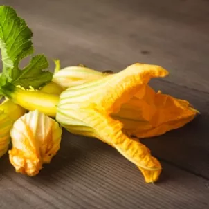 Zucchini%2520flowers_4