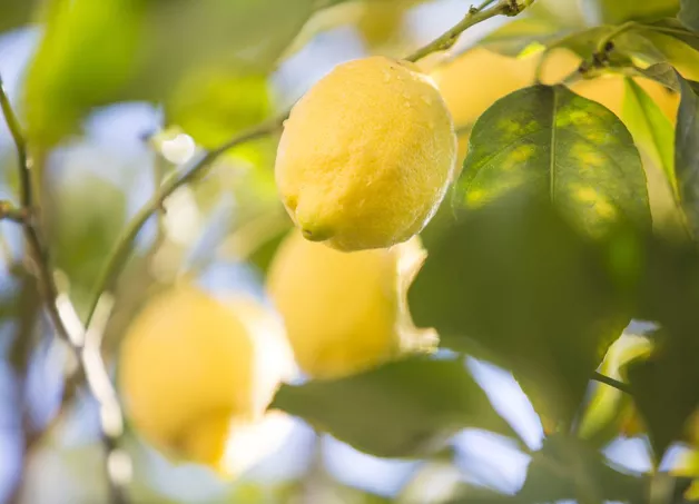 lemon-round-citrus