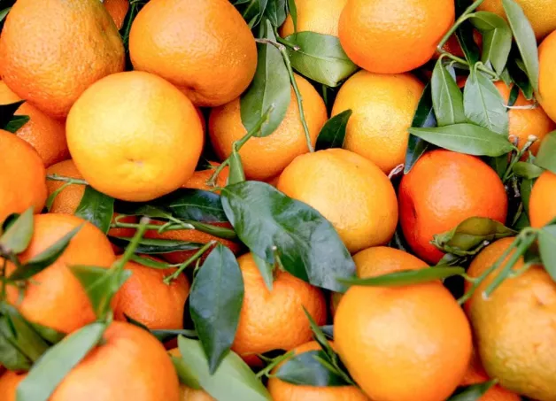 sweet-clementine-2