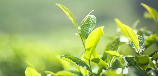 Feuilles de the darjeeling