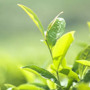 Feuilles de the darjeeling