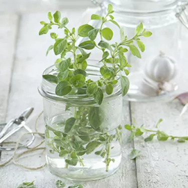 oregano_Muffuletta_sandwich