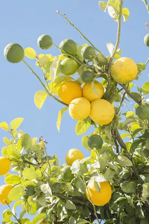 Limoni italiani