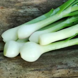 cipolla-fresca-crostino-fave-pecorino.jpeg cipolla-fresca-crostino-fave-pecorino.jpeg