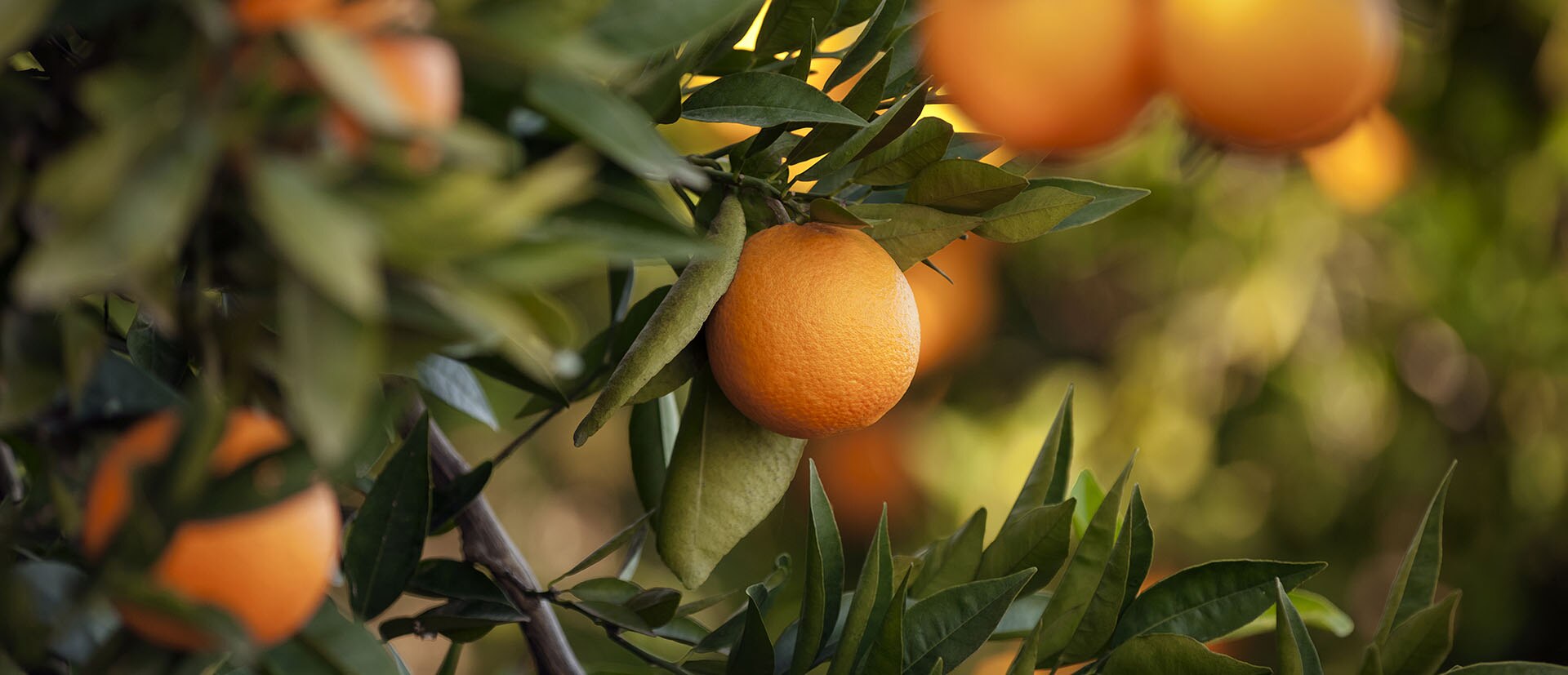 02-Sanpellegrino Italian Sparkling Drinks Header Brand Origins