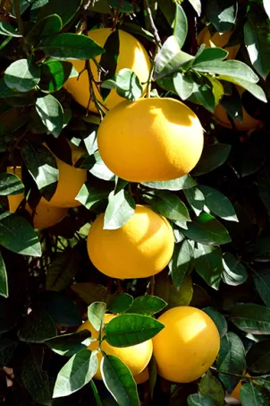 Pomelos