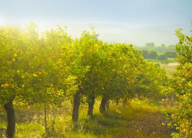 isd-origins-italian-oranges-grid-system-core