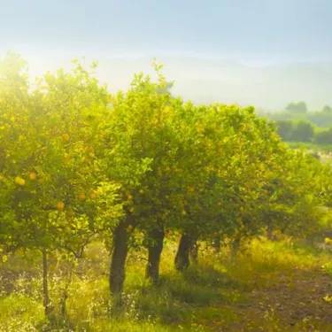 isd-origins-italian-oranges-grid-system-core