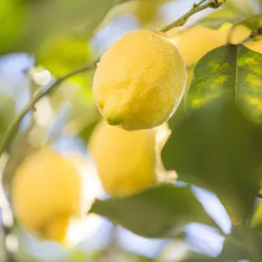 italian-lemon-tree-origins