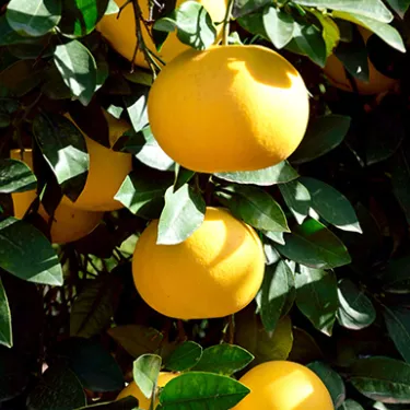 Pomelos