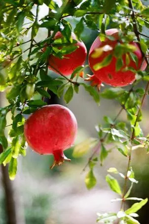 sweet-clementine-grid-system-core.jpg sweet-clementine-grid-system-core