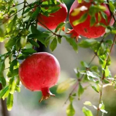 sweet-clementine-grid-system-core.jpg sweet-clementine-grid-system-core