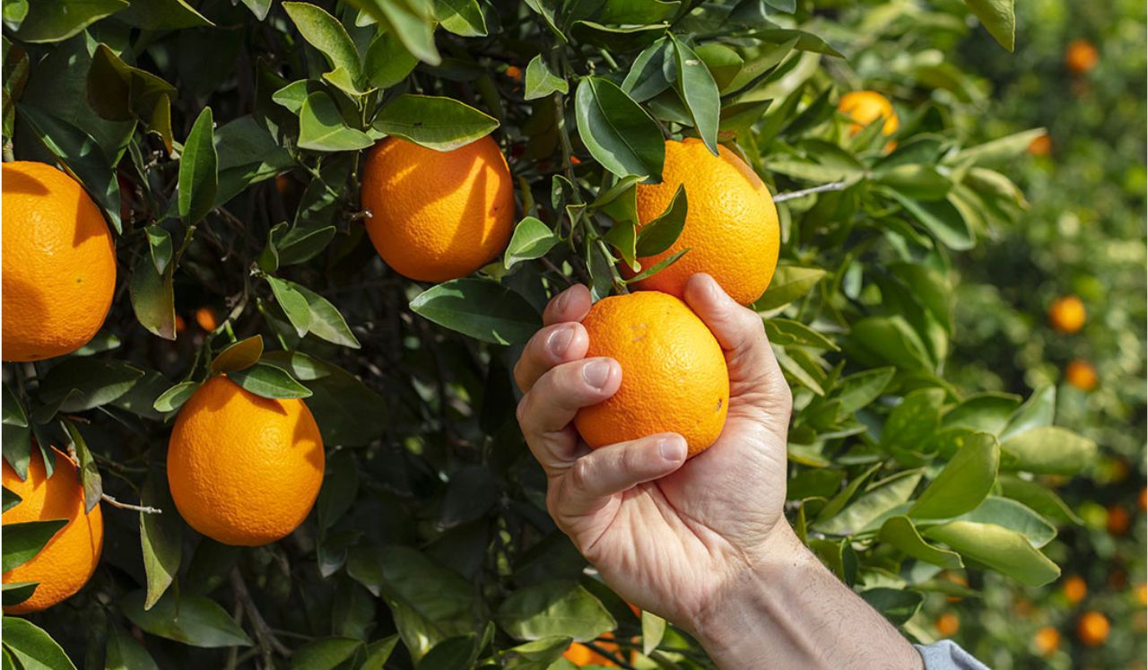 Supporting sustainable farming